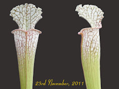 S. leucophylla - Tibbee, Alaba