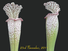 S. leucophylla - Deer Park, Wa