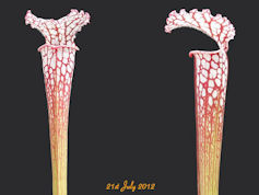 S. leucophylla - Very red - ex