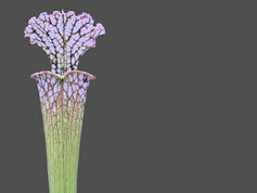 S. leucophylla - Gulf Breeze, 