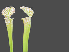 S. leucophylla - Live Oak Cree