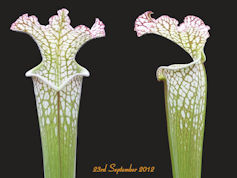 S. leucophylla - Pubescent - G