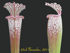 S. leucophylla - Franklin Coun