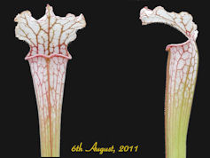 S. leucophylla - Very red - Pe