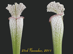 S. leucophylla - White top - C