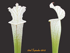 S. leucophylla var. Alba 