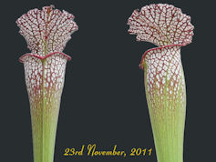 S. leucophylla 'Tarnock' - MK 