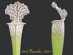 S. leucophylla 'Viv Topham clo