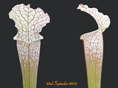 S. leucophylla 'Cronus Titan T