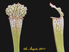 S. leucophylla - Pubescent - C