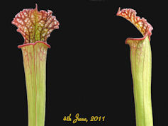 S. leucophylla - Chipola River