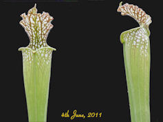 S. leucophylla - Baldwin Count