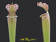 S. leucophylla - Perdido, Alab