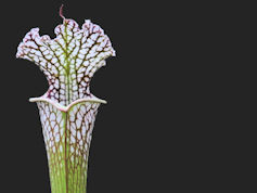 S. leucophylla - Giant - Dean 