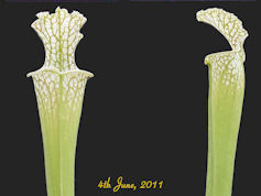 S. leucophylla - Conecuh Natio