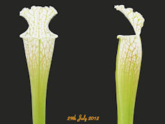 S. leucophylla - Santa Rosa Co