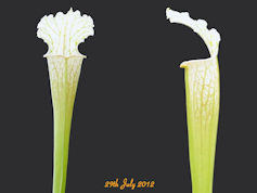 S. leucophylla - Yellow flower