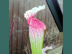 S. leucophylla - Russel Road, 