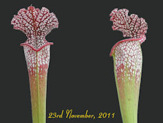 S. leucophylla - Red & white -