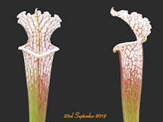 S. leucophylla - Avalon Beache