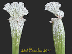 S. leucophylla - Typical