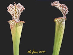 S. leucophylla - Bens Bog, Bal