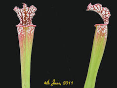S. leucophylla - Hosford, Libe