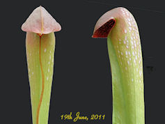 S. minor - near Wacamaw River 