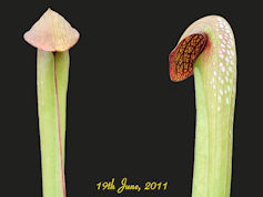 S. minor var. okefenokeensis -