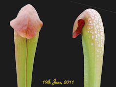 S. minor var. okefenokeensis -