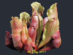 S. purpurea ssp. purpurea  