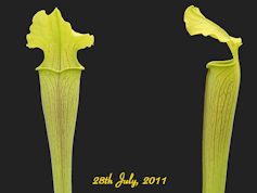 S. rubra ssp. alabamensis - Th