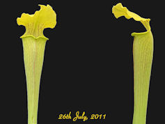 S. rubra ssp. alabamensis - Th