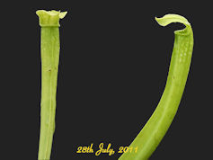 S. rubra ssp. gulfensis - Hete