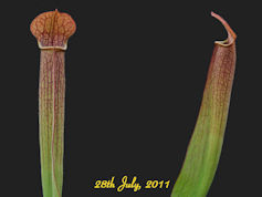 S. rubra ssp. gulfensis - Fat