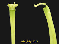 S. rubra ssp. gulfensis - Anth