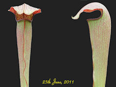 S. rubra ssp. gulfensis - Gian