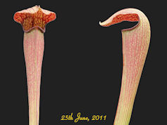 S. rubra ssp. gulfensis - Stoc