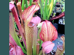 S. rubra ssp. gulfensis - Pond