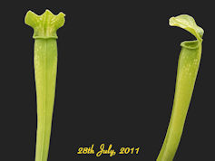 S. rubra ssp. gulfensis - Anth