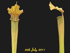 S. rubra ssp. Jonesii