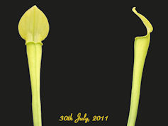 S. rubra ssp. jonesii - Anthoc