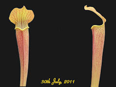 S. rubra ssp. jonesii - Small