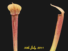 S. rubra ssp. rubra - Long lid