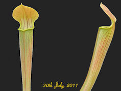 S. rubra ssp. wherryi - Short