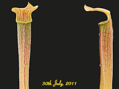 S. rubra ssp. wherryi 'Chatom