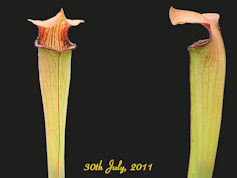 S. rubra ssp. wherryi - Pink/y