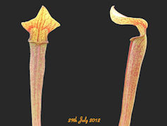 S. 'Golden-Red Jubilee' - CA S