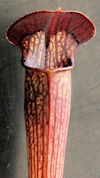 S. alata var. nigropurpurea x 