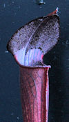 S. alata - Black Tube, sculpte